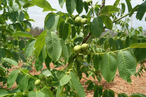 核桃樹幾月份嫁接最好 核桃樹的風(fēng)水寓意