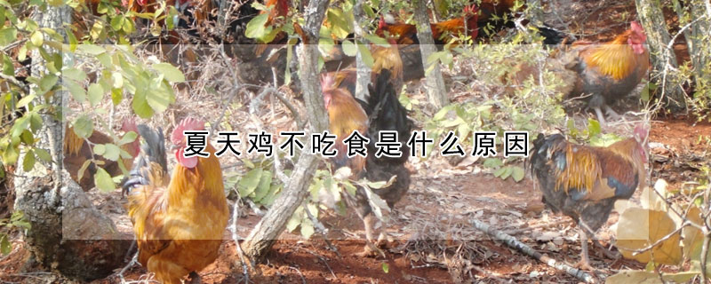 夏天雞不吃食是什么原因