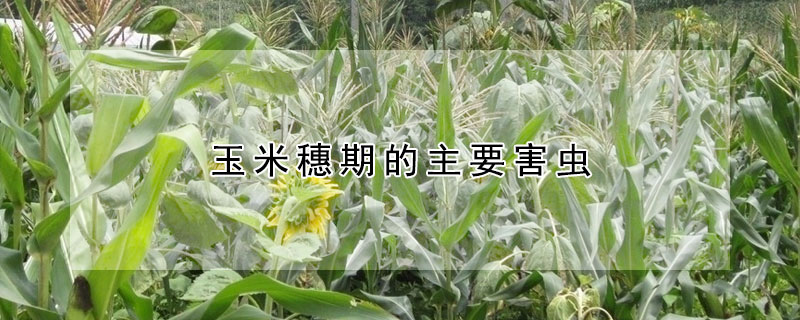 玉米穗期的主要害蟲