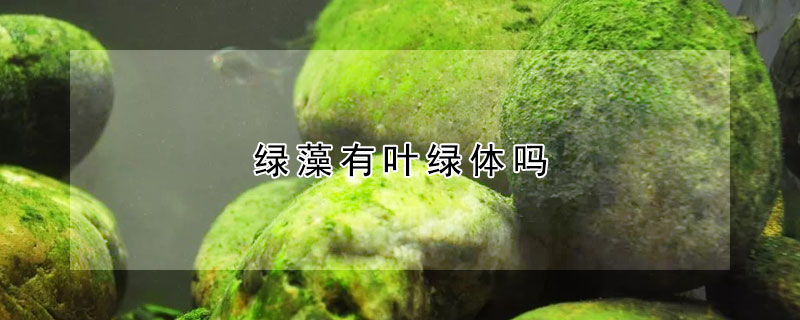 綠藻有葉綠體嗎