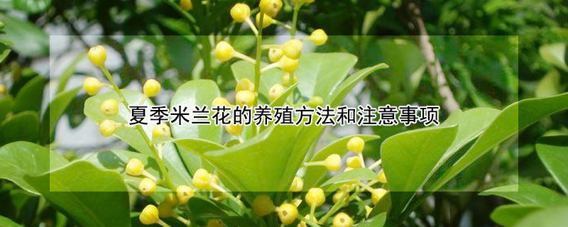 夏季米蘭花的養殖方法和注意事項