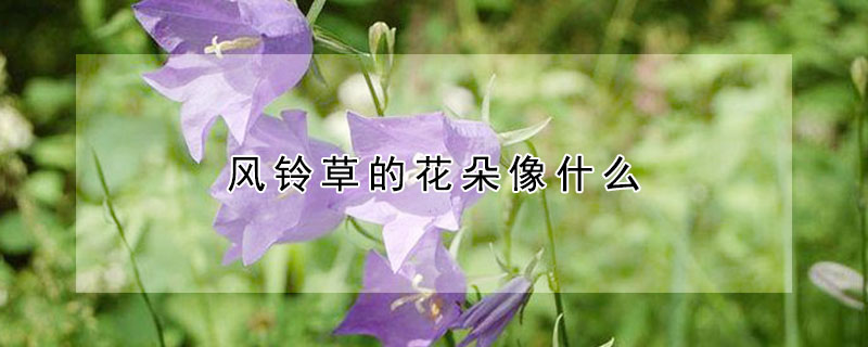 風鈴草的花朵像什么