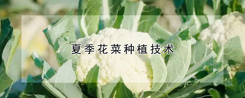 夏季花菜種植技術