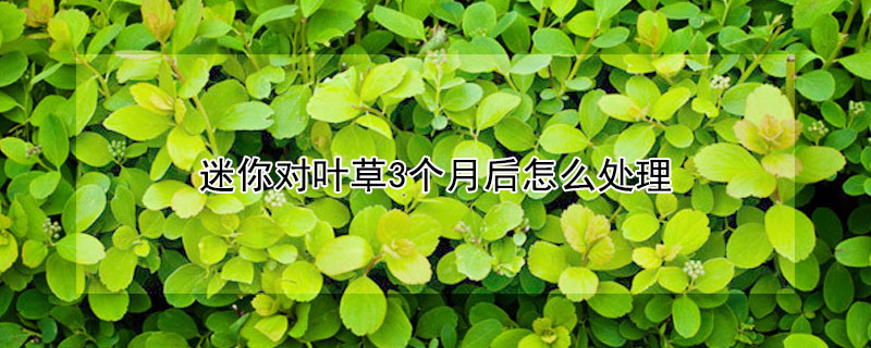 迷你對(duì)葉草3個(gè)月后怎么處理