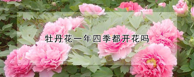 牡丹花一年四季都開花嗎