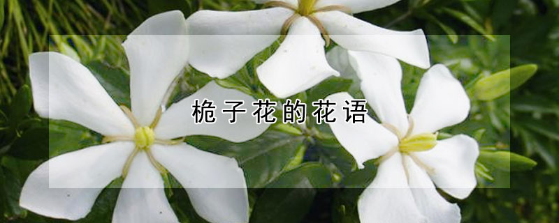 桅子花的花語(yǔ)