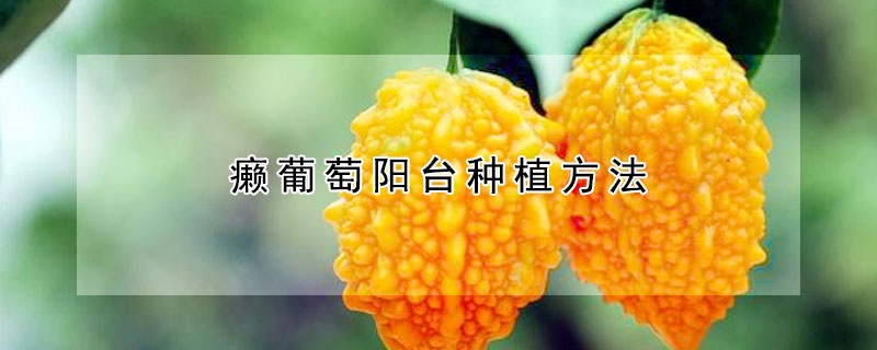 癩葡萄陽臺(tái)種植方法