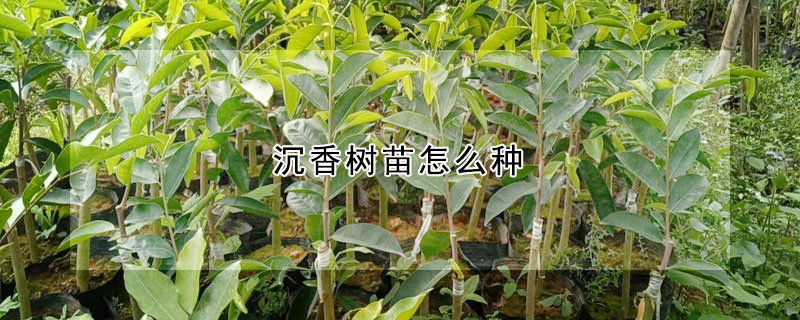 沉香樹(shù)苗怎么種