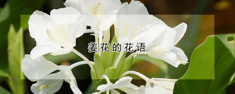 姜花的花語(yǔ)