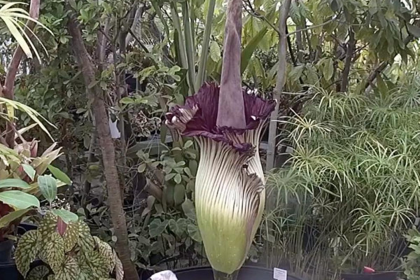 熱帶雨林有哪些植物