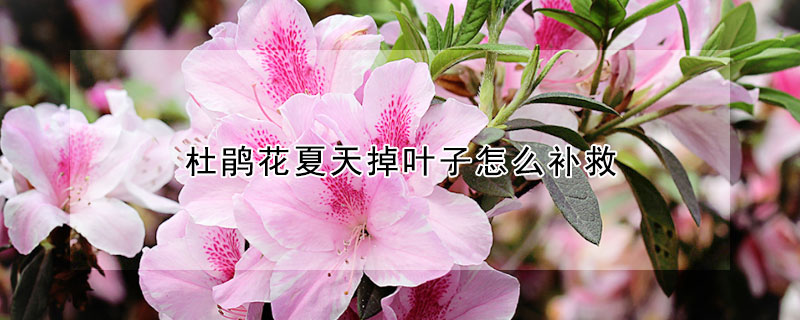 杜鵑花夏天掉葉子怎么補救