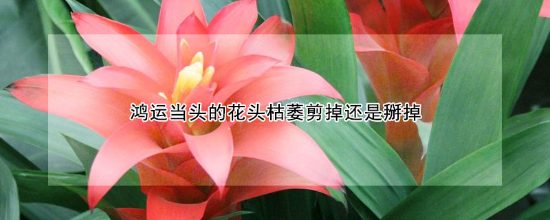 鴻運(yùn)當(dāng)頭的花頭枯萎剪掉還是掰掉