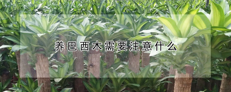 養(yǎng)巴西木需要注意什么