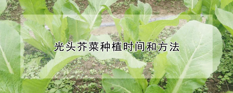 光頭芥菜種植時間和方法