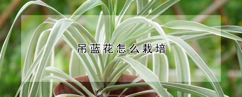 吊藍花怎么栽培