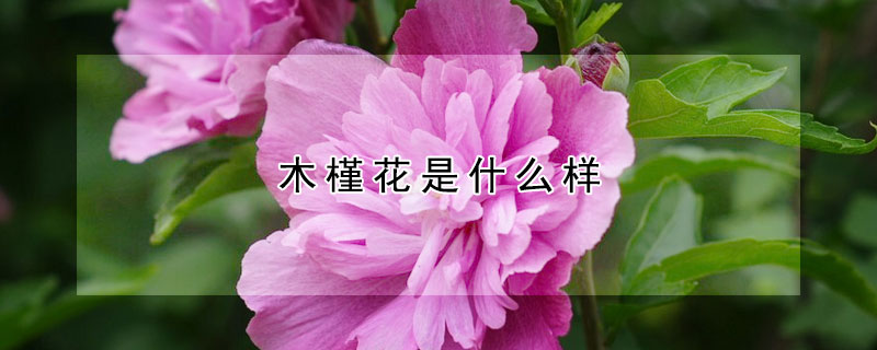 木槿花是什么樣