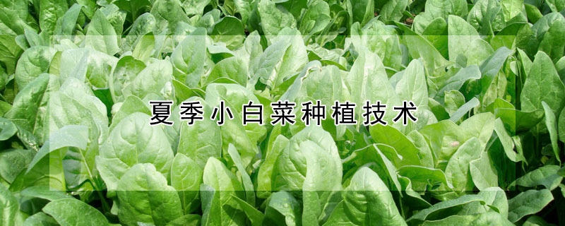 夏季小白菜種植技術