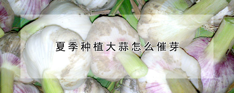 夏季種植大蒜怎么催芽