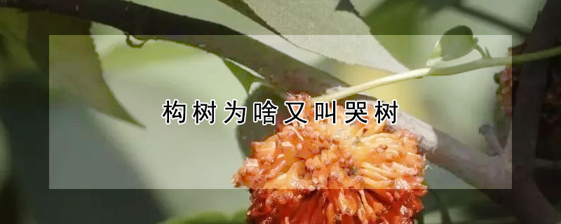 構樹為啥又叫哭樹