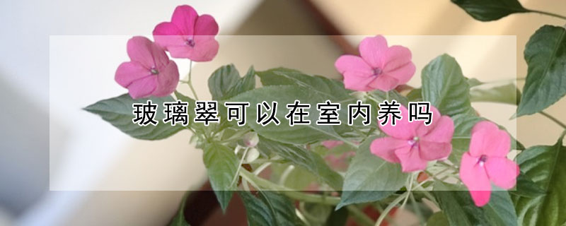 玻璃翠可以在室內(nèi)養(yǎng)嗎