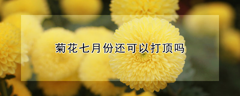 菊花七月份還可以打頂嗎