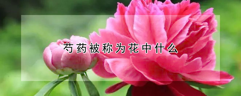 芍藥被稱為花中什么