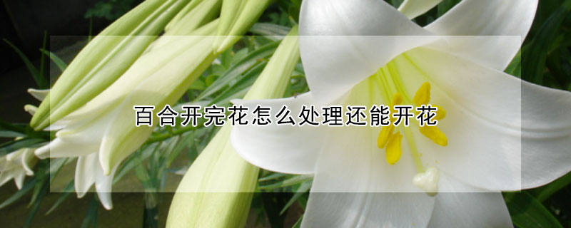 百合開完花怎么處理還能開花