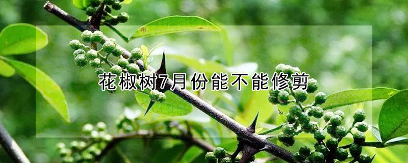 花椒樹7月份能不能修剪