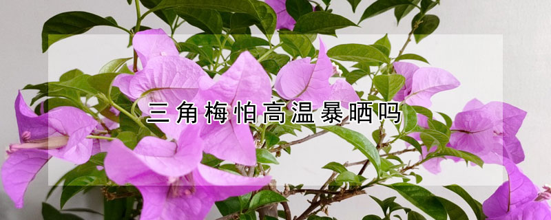 三角梅怕高溫暴曬嗎