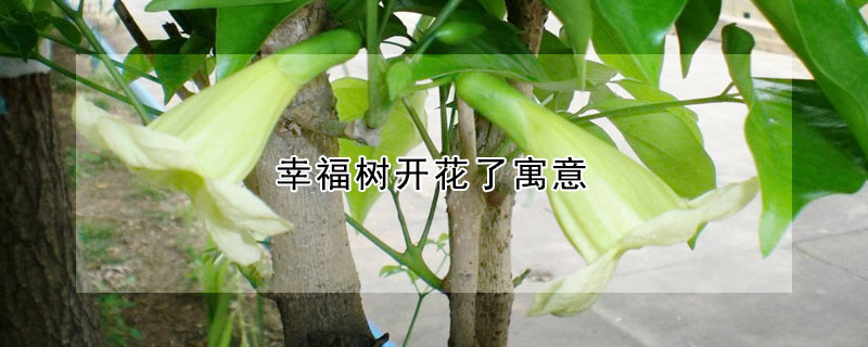 幸福樹開花了寓意