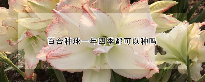 百合種球一年四季都可以種嗎