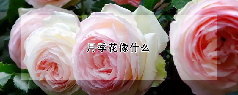 月季花像什么