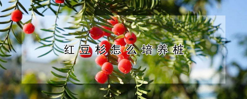 紅豆杉怎么培養(yǎng)樁