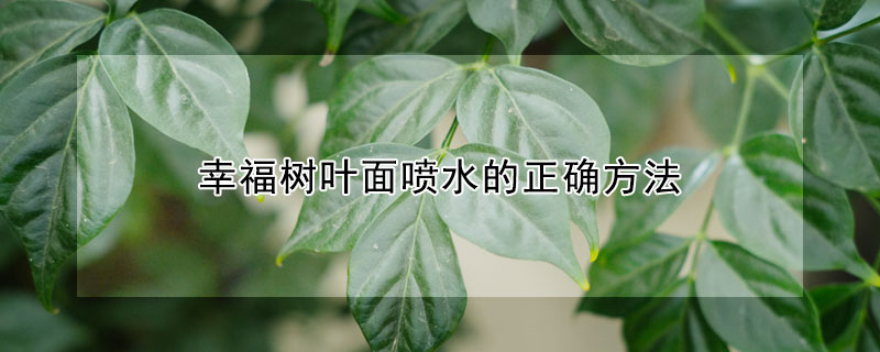 幸福樹葉面噴水的正確方法