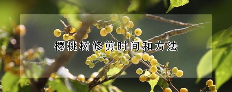 櫻桃樹(shù)修剪時(shí)間和方法