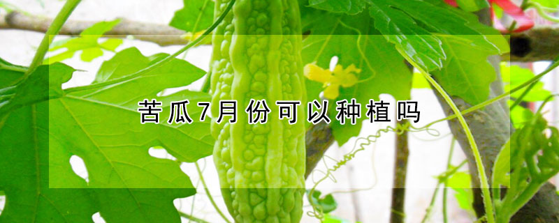 苦瓜7月份可以種植嗎