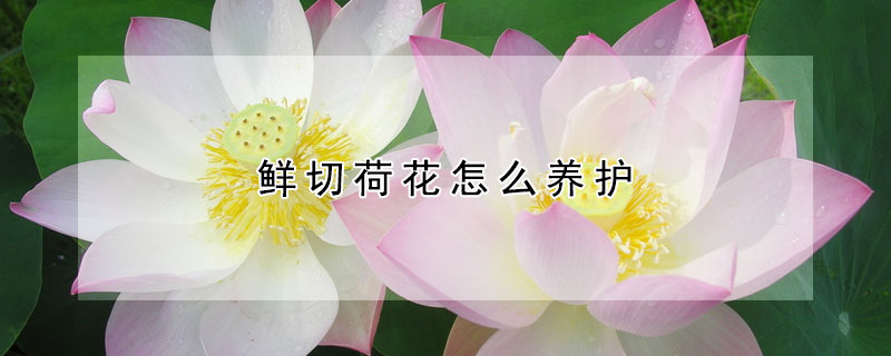 鮮切荷花怎么養(yǎng)護