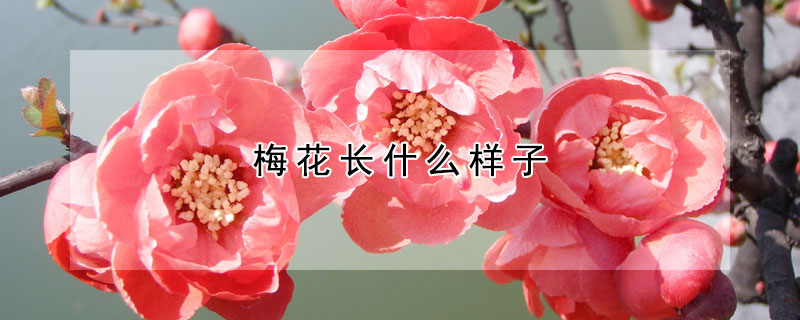 梅花長什么樣子