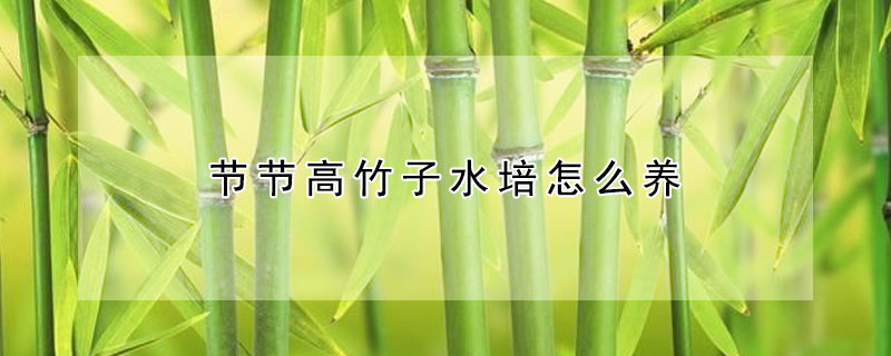 節(jié)節(jié)高竹子水培怎么養(yǎng)