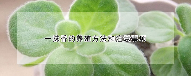 一抹香的養(yǎng)殖方法和注意事項