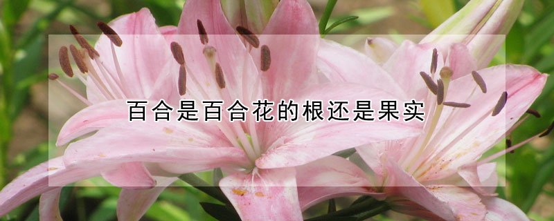 百合是百合花的根還是果實(shí)