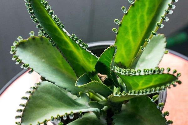 室內栽什么植物最好 適合室內養的植物