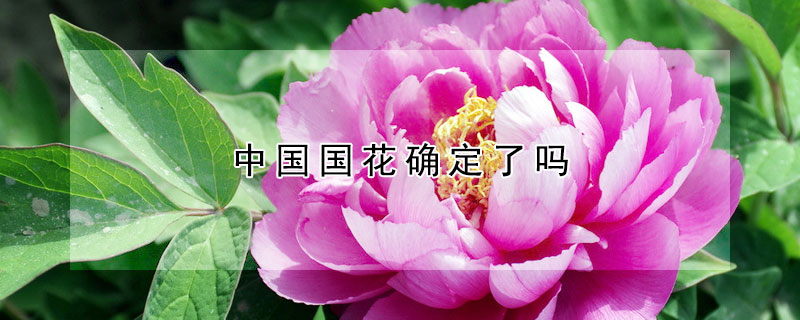 中國(guó)國(guó)花確定了嗎