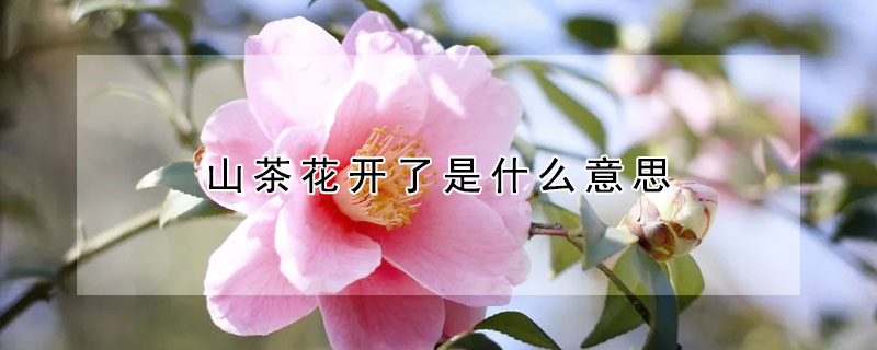 山茶花開了是什么意思