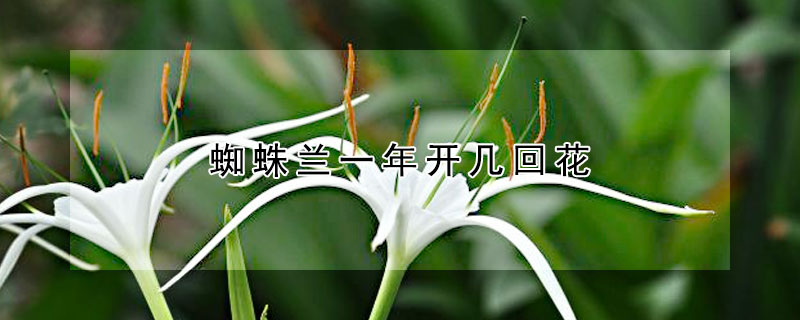 蜘蛛蘭一年開(kāi)幾回花