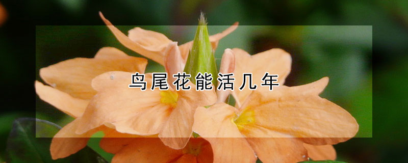 鳥尾花能活幾年