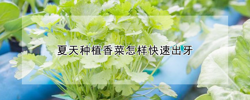 夏天種植香菜怎樣快速出牙