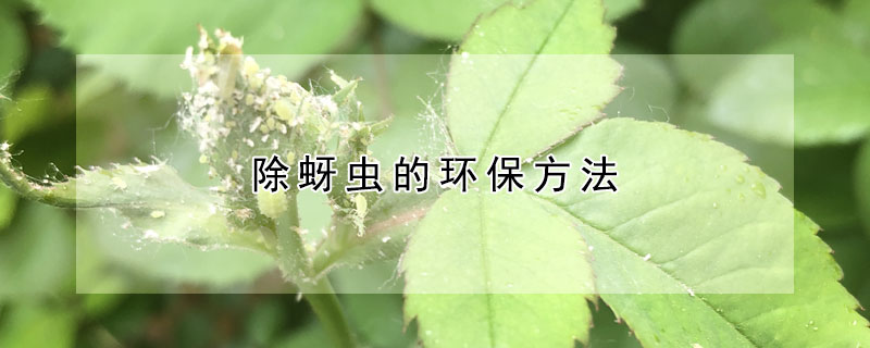 除蚜蟲的環(huán)保方法