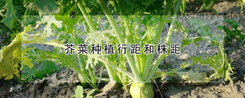 芥菜種植行距和株距