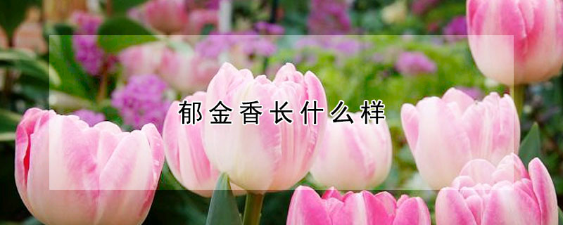 郁金香長(zhǎng)什么樣